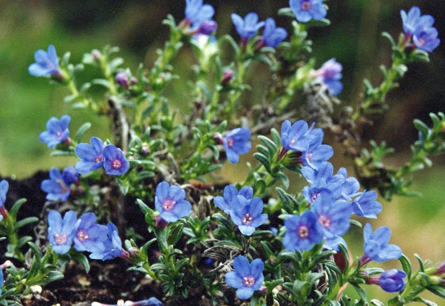 Lithodora diffusa 'haevenly blue' en fleurs dans un environnement ensoleillé